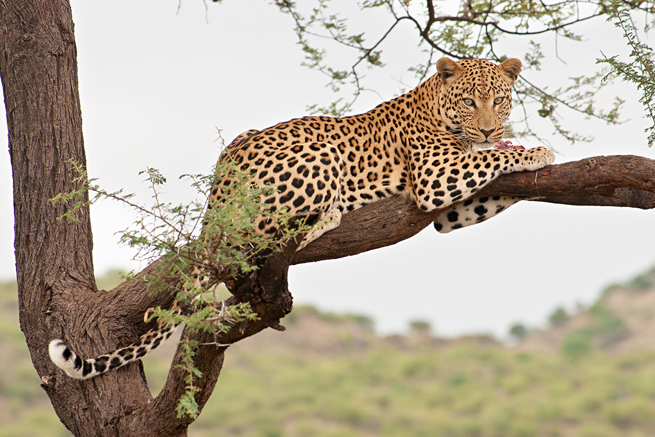 Leopard in seinem Lebensraum