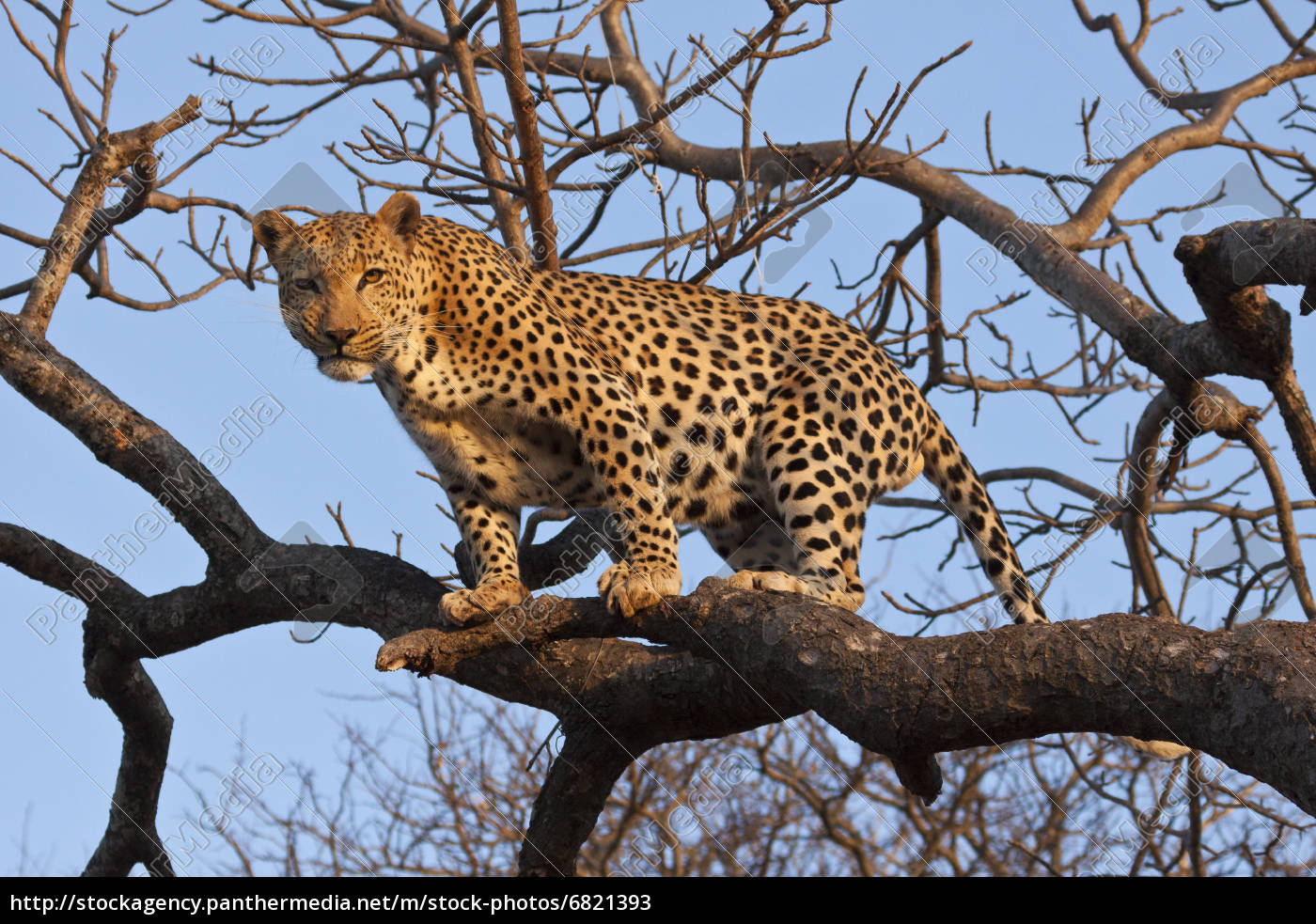 Physische Merkmale des Leoparden