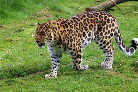 Jagdverhalten des Leoparden